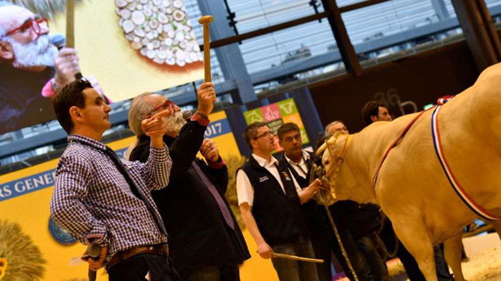 16 000 euros pour une blonde d’Aquitaine