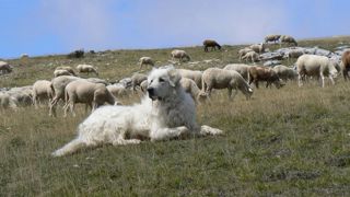 Priorité au « déclassement » du loup Priorité au « déclassement » du loup