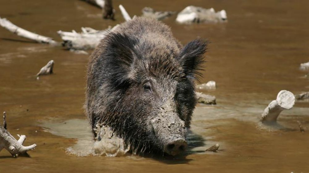 Après enquête auprès des chasseurs allemands, il s’avère que plusieurs des méthodes sont trop contraignantes et ne sont pas suivies, entraînant un risque de sous-évaluation de la PPC. © R. Bartz/Wikipedia