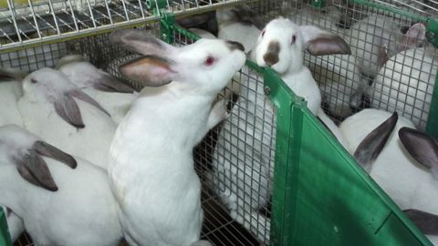 Les cages à lapins en sursis Les cages à lapins en sursis