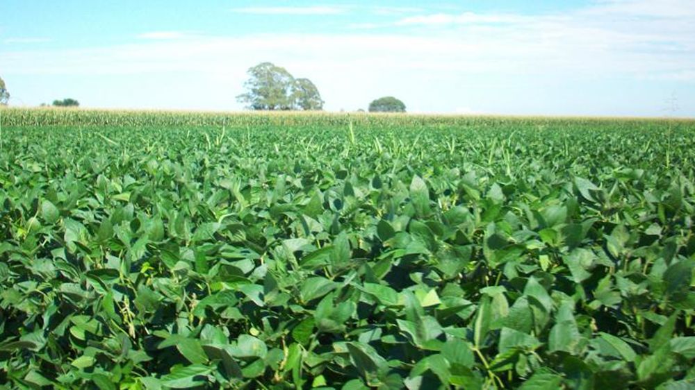 Soja et porc américains pourraient payer l’élection de Trump