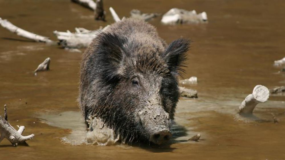 © R. Bartz/Wikipédia