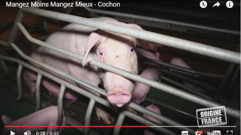 La filière porcine se défend