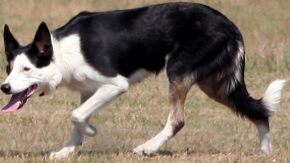 Pas d’indemnisation pour le propriétaire d’une chienne après un accouplement non