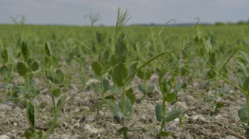 « Les cultures se portent bien »