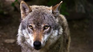 Deux loups de plus à abattre Deux loups de plus à abattre