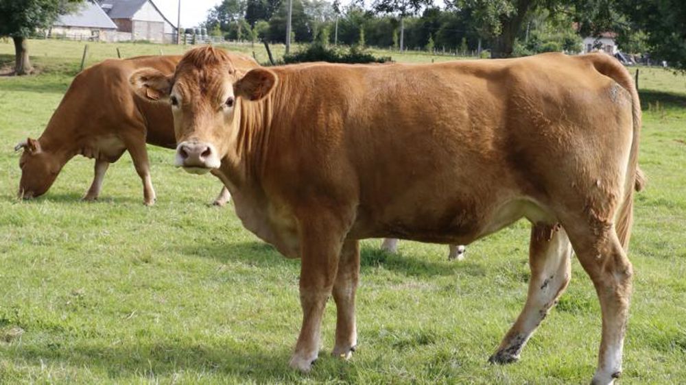 71 % des Français mangent de la viande bio