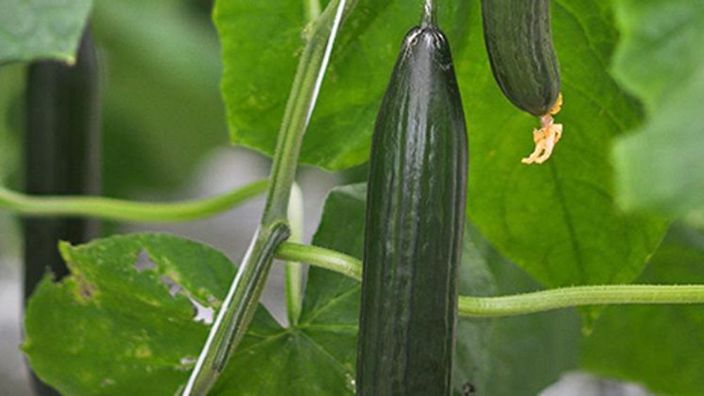 © Philippe Dufour/Interfel