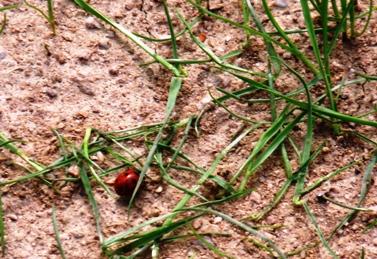 L'amélortaion des conditions de vie se fait parfois au détriment de la biodiversité.