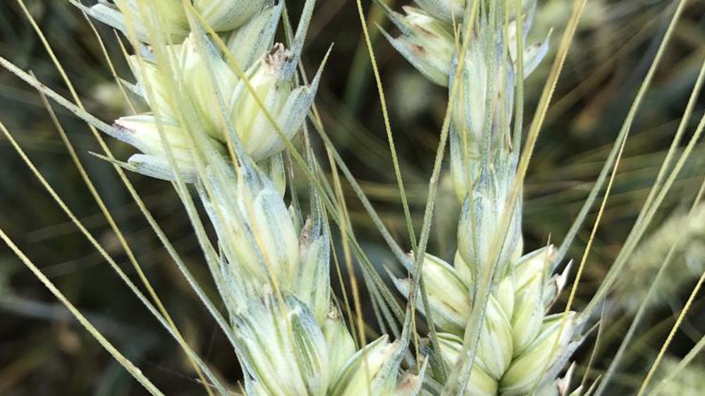 Le manque d’eau affecte les cultures