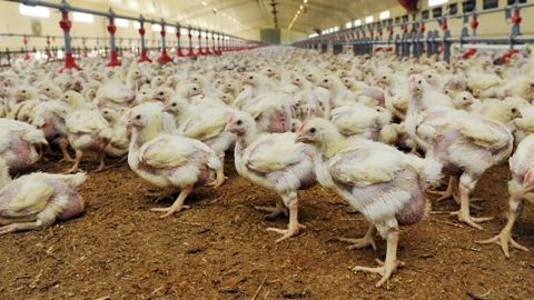Les abattages toujours en baisse Les abattages toujours en baisse