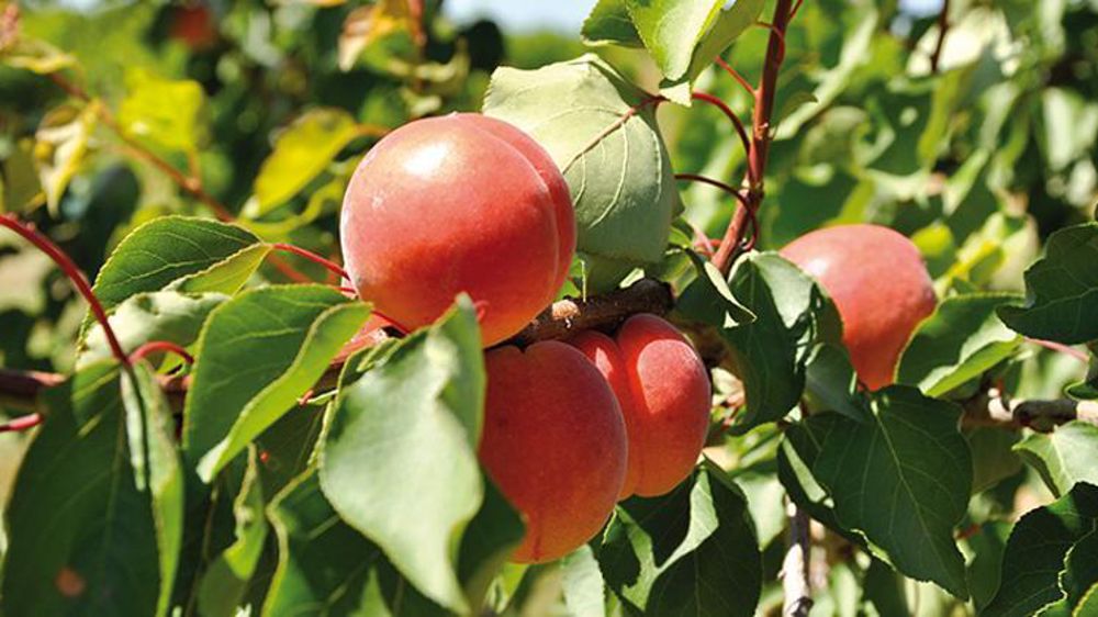 © P. Dufour/Interfel