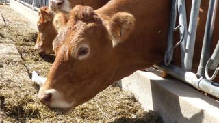 Les abattages se replient en janvier Les abattages se replient en janvier