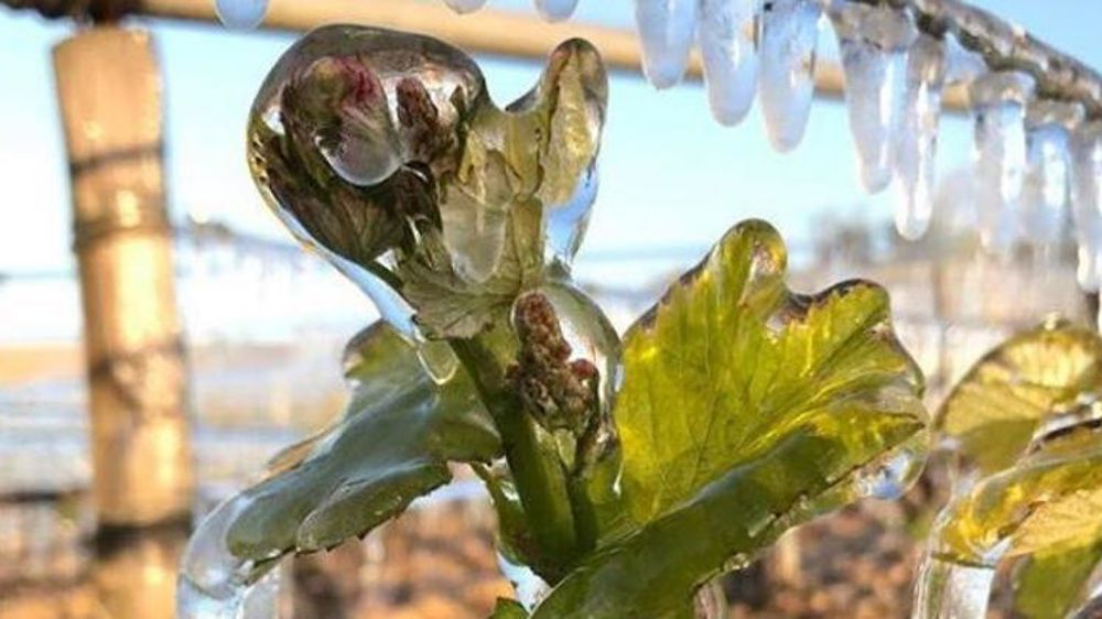 Coup de gel sur le vignoble français