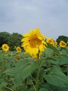 Le tournesol associé au soja pourrait