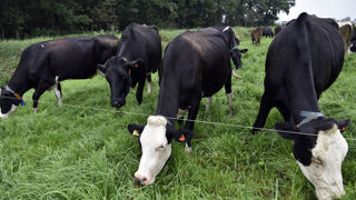 Les tensions entre le gouvernement néerlandais qui veut réduire les émissions de gaz à effet de serre de ses élevages et les agriculteurs, restent fortes. Les tensions entre le gouvernement néerlandais qui veut réduire les émissions de gaz à effet de serre de ses élevages et les agriculteurs, restent fortes.