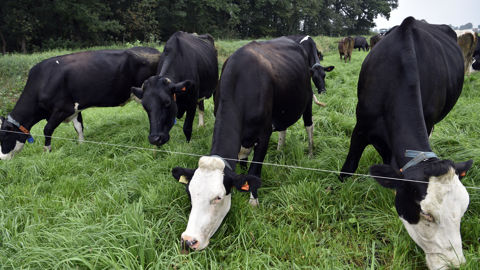 Les tensions entre le gouvernement néerlandais qui veut réduire les émissions de gaz à effet de serre de ses élevages et les agriculteurs, restent fortes. Les tensions entre le gouvernement néerlandais qui veut réduire les émissions de gaz à effet de serre de ses élevages et les agriculteurs, restent fortes.