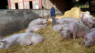 En Allemagne, un label d’État sur le bien-être animal En Allemagne, un label d’État sur le bien-être animal