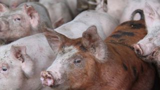 Les prix des produits agricoles en légère baisse Les prix des produits agricoles en légère baisse