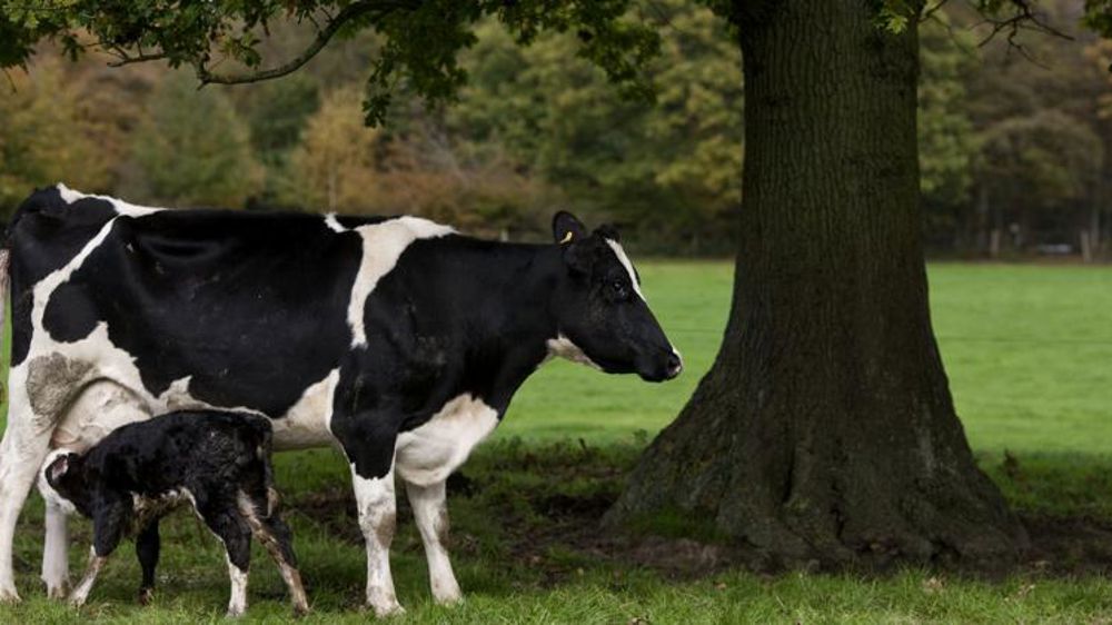 Quel avenir pour la filière laitière britannique ?