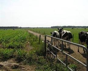 Chez Patrick Hoefmans, l'avantage est donné aux prairies