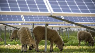 Que valent les moutons sous les panneaux photovoltaïques Que valent les moutons sous les panneaux photovoltaïques