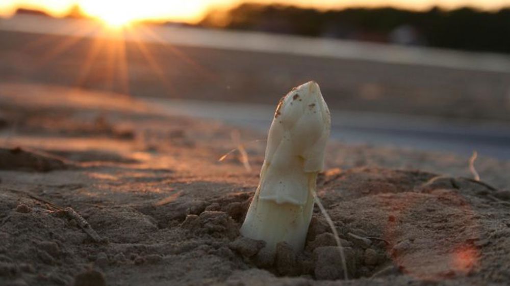 Les maraîchers cherchent des solutions au manque de main-d’œuvre