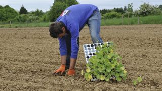 Des volontaires par milliers pour travailler dans les champs Des volontaires par milliers pour travailler dans les champs