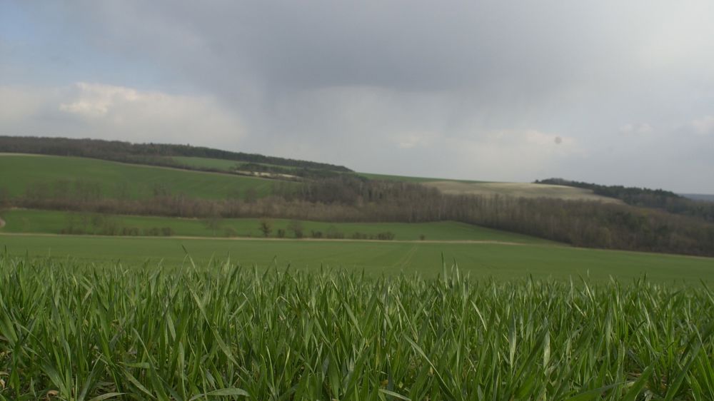 Les cultures ont profité de l’hiver doux et pluvieux