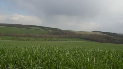 Les cultures ont profité de l’hiver doux et pluvieux Les cultures ont profité de l’hiver doux et pluvieux