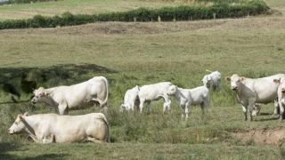 Des repêchages tardifs en Saône-et-Loire Des repêchages tardifs en Saône-et-Loire