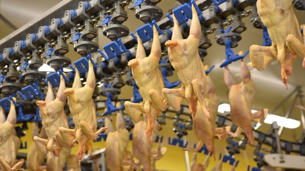 Les filières de volailles sous label fragilisées 