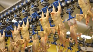 Les filières de volailles sous label fragilisées Les filières de volailles sous label fragilisées