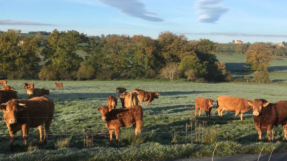 « Les cantines scolaires représentent 60 % de mon chiffre d’affaires » « Les cantines scolaires représentent 60 % de mon chiffre d’affaires »