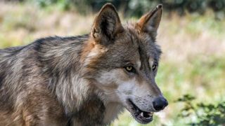 La présence du loup en Seine-Maritime se précise La présence du loup en Seine-Maritime se précise