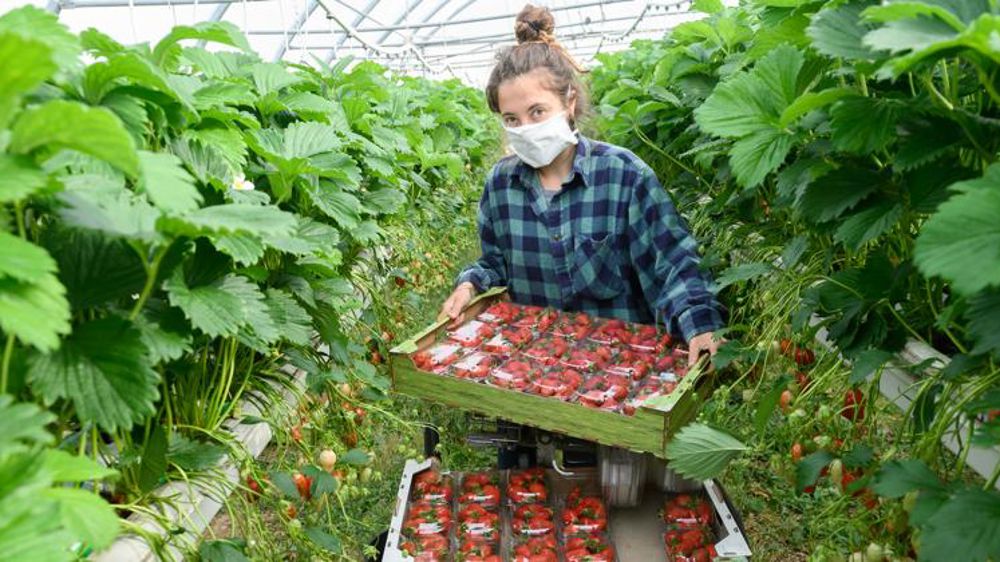 Les saisonniers étrangers reviennent sous conditions