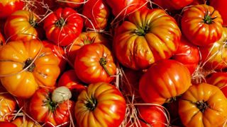 Les cours de la tomate grimpent en avril Les cours de la tomate grimpent en avril