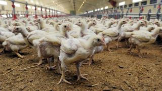 « 20 millions de poussins par semaine ne sont pas mis en place » « 20 millions de poussins par semaine ne sont pas mis en place »