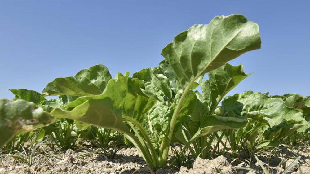 Cristal Union écrit au ministre de l’Agriculture