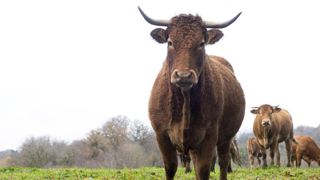 La Chine ouvre ses frontières à la viande bovine La Chine ouvre ses frontières à la viande bovine