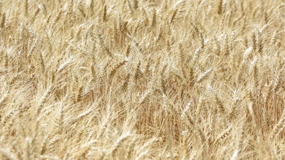 L’USDA revoit les stocks mondiaux de blé à la hausse