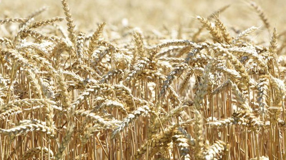 Les prix du blé tendre rebondissent en avril