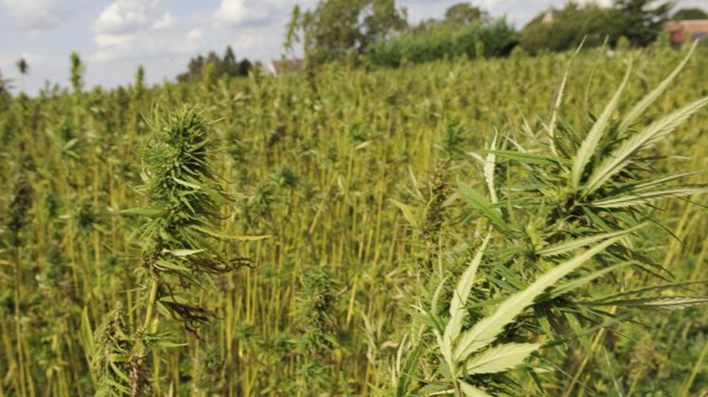 La filière française du cannabis espère pouvoir décoller