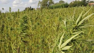La filière française du cannabis espère pouvoir décoller La filière française du cannabis espère pouvoir décoller