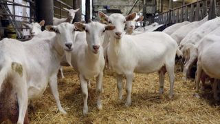 Le lait de chèvre français marque des points Le lait de chèvre français marque des points