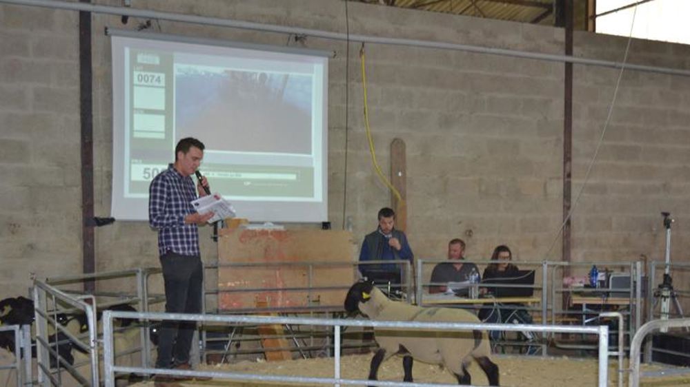 1 600 € pour un bélier suffolk