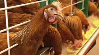 Les conditions d’élevage ciblées par un projet de référendum Les conditions d’élevage ciblées par un projet de référendum