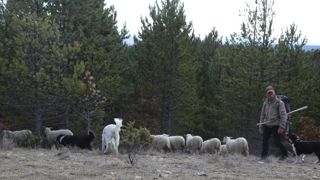 Le berger, une perle rare qui vient à manquer Le berger, une perle rare qui vient à manquer