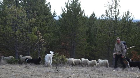 Le berger, une perle rare qui vient à manquer Le berger, une perle rare qui vient à manquer