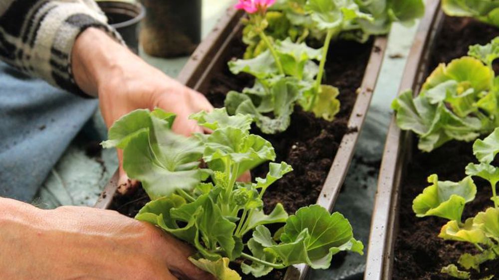 Les semenciers dressent le bilan